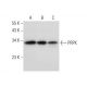 PRPK Antibody (G-10) - Western Blotting - Image 308115 