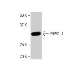 PRPS1L1 Antibody (5E10) - Western Blotting - Image 352238 
