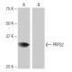 PRPS2 Antibody (4C11) - Western Blotting - Image 65041