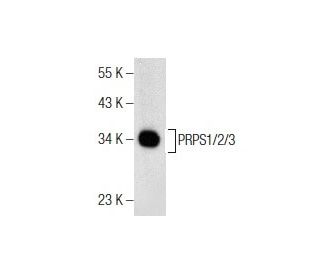 PRPS1/2/3 Antibody (A-11) - Western Blotting - Image 155578