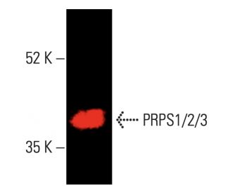 PRPS1/2/3 Antibody (A-11) - Western Blotting - Image 403293 