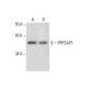 PRPSAP1 Antibody (A-9) - Western Blotting - Image 304479 