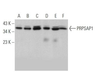 PRPSAP1 Antibody (A-9) - Western Blotting - Image 372014 