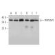PRPSAP1 Antibody (A-9) - Western Blotting - Image 372014 