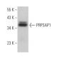 PRPSAP1 Antibody (A-9) - Western Blotting - Image 372023
