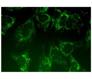 PRPSAP2 Antibody (A-1) - Immunofluorescence - Image 298794 