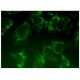 PRPSAP2 Antibody (A-1) - Immunofluorescence - Image 298794 