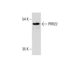 PRR22 Antibody (C-9) - Western Blotting - Image 320251 