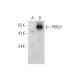PRR22 Antibody (C-9) - Western Blotting - Image 323790