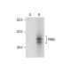 PRR5 Antibody (A-7) - Western Blotting - Image 288631