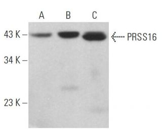 PRSS16 Antibody (D-7) - Western Blotting - Image 379355 