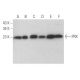 PRX Antibody (C-6) - Western Blotting - Image 354606 