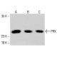 PRX Antibody (C-6) - Western Blotting - Image 413863 