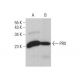 PRX Antibody (H-6) - Western Blotting - Image 380453 
