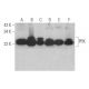 western blotting image from recommended PRX (B-11) monoclonal antibody replacement. Image 352472