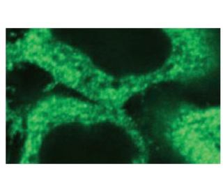 PRX I Antibody (9D2) - Immunofluorescence - Image 62853