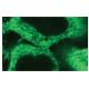 PRX I Antibody (9D2) - Immunofluorescence - Image 62853