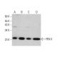 PRX II Antibody (H-4) - Western Blotting - Image 351862 