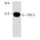 PRX II Antibody (H-4) - Western Blotting - Image 354310 