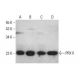 このポリクローナル抗体は販売終了となりました。弊社推奨の<a href="prx-ii-antibody-a-2">PRX II (A-2)</a>モノクローナル抗体をご覧ください(サンプルデータを表示)。 western blotting image from recommended PRX II (A-2) monoclonal antibody replacement. Image 351863