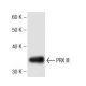 PRX III Antibody (1) - Western Blotting - Image 136769