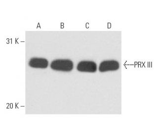 PRX III Antibody (4G10) - Western Blotting - Image 15483 