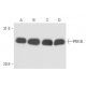 PRX III Antibody (4G10) - Western Blotting - Image 15483 