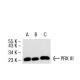 PRX III Antibody (4G10) - Western Blotting - Image 52983