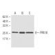 PRX III Antibody (4G10) - Western Blotting - Image 62844 
