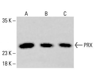 PRX Antibody (C-6) - Western Blotting - Image 413863