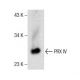 PRX IV Antibody (F-2) - Western Blotting - Image 157715 