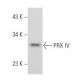PRX IV Antibody (F-2) - Western Blotting - Image 356796