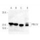 PRX IV Antibody (F-2) - Western Blotting - Image 398958 
