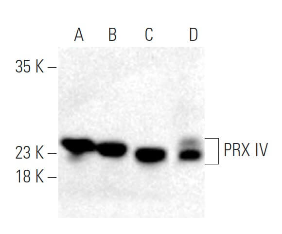 Anti-PRX IV Antibody (F-2) | SCBT - Santa Cruz Biotechnology