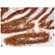 PRX V Antibody (B-7) - Immunohistochemistry - Image 157324 
