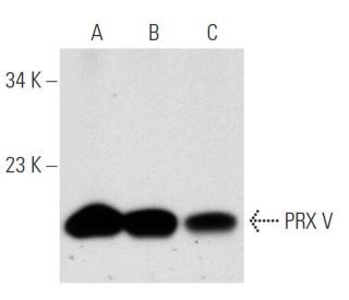 PRX V Antibody (B-7) - Western Blotting - Image 30499 