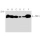 PRX V Antibody (H-5) - Western Blotting - Image 30498 