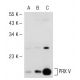 PRX V Antibody (H-5) - Western Blotting - Image 54989