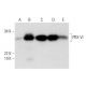 PRX VI Antibody (A-11) - Western Blotting - Image 291944 