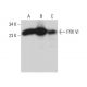 PRX VI Antibody (A-11) - Western Blotting - Image 381909