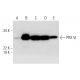 PRX VI Antibody (G-7) - Western Blotting - Image 291946 
