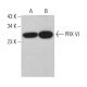 PRX VI Antibody (G-7) - Western Blotting - Image 381904