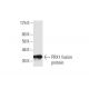 PRX1 Antibody (1E2) - Western Blotting - Image 348572