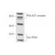 Prostate Specific Antigen/AACT Complex Antibody (4G10) - Western Blotting - Image 57853