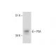 PSA/KLK3/Kallikrein 3/Prostate Specific Antigen Antibody (LT3D2) - Western Blotting - Image 286789