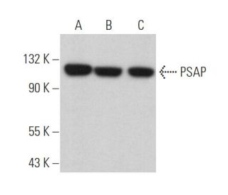 PSAP Antibody (E-5) - Western Blotting - Image 366348 
