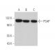 PSAP Antibody (E-5) - Western Blotting - Image 366348