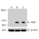 PSAP Antibody (E-5) - Western Blotting - Image 415011