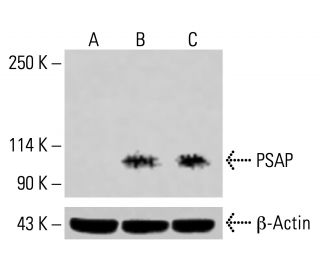 PSAP Antibody (E-5) - Western Blotting - Image 415011 