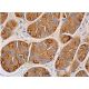 PSCA Antibody (7F5) - Immunohistochemistry - Image 365279
